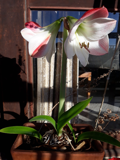 [image: full plant with two flowers]